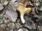 Halvány rókagomba (Cantharellus pallens), Pilis. Mélyen lefutó, eres termőréteg, villás elágazások és kereszterek